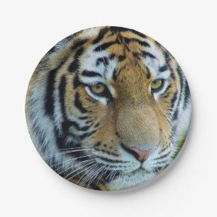Siberian Tiger, Amur Tiger Paper Plate