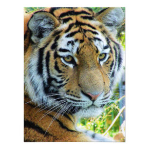 Siberian Tiger, Amur Tiger Photo Paper Print