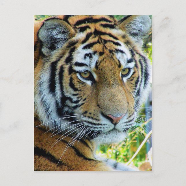 Siberian Tiger, Amur Tiger Postcard (Front)
