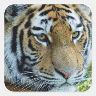 Siberian Tiger, Amur Tiger Sticker
