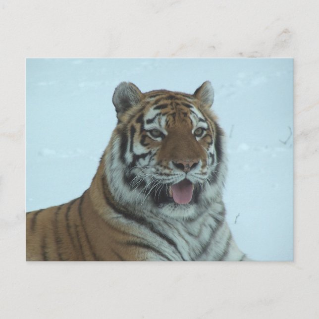 Siberian Tiger Close Up Face 2 Postcard (Front)