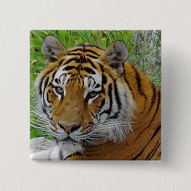Siberian Tiger Closeup Photo of Face 15 Cm Square Badge (Front)