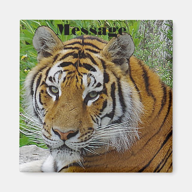 Siberian Tiger Closeup Photo of Face Magnet (Front)