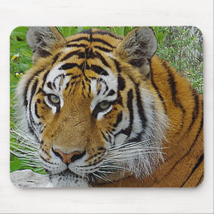 Siberian Tiger Closeup Photo of Face Mouse Pad