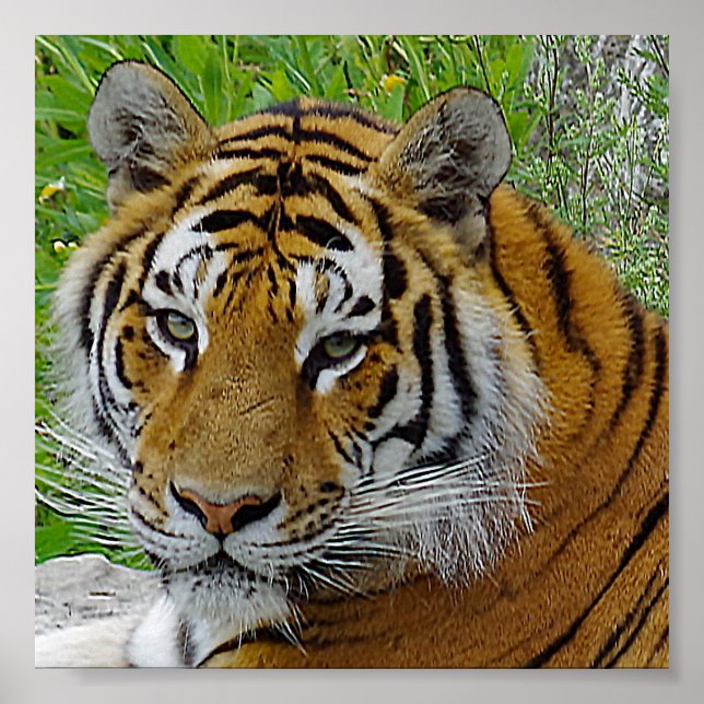 Siberian Tiger Closeup Photo of Face Poster (Front)