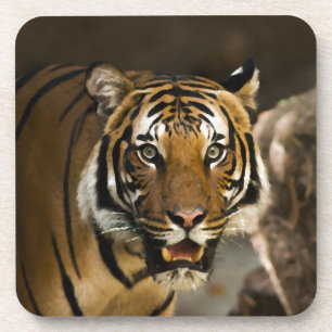 Siberian Tiger Coaster