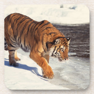 Siberian tiger coaster