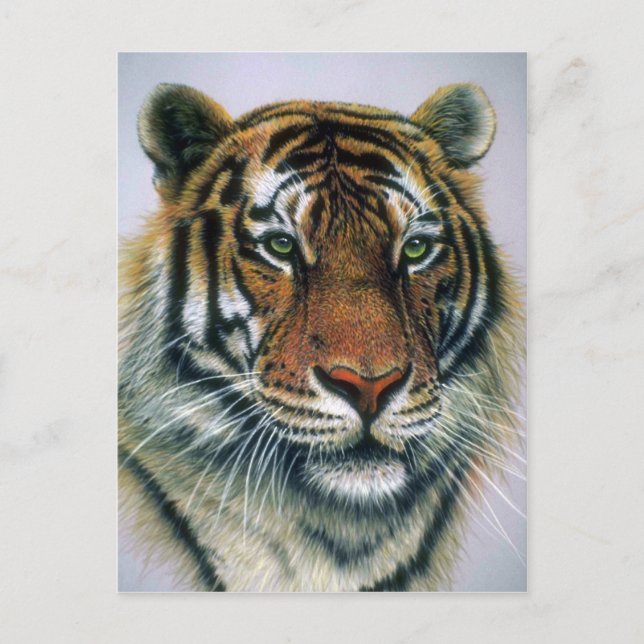 Siberian Tiger head Postcard (Front)