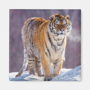 Siberian tiger in snow, China Magnet