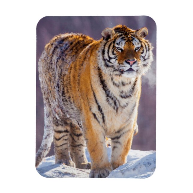 Siberian tiger in snow, China Magnet (Vertical)