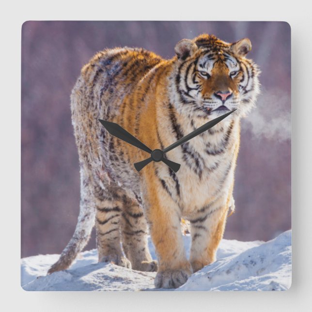 Siberian tiger in snow, China Square Wall Clock (Front)
