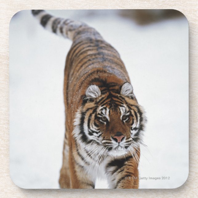Siberian Tiger In Snow Coaster (Front)