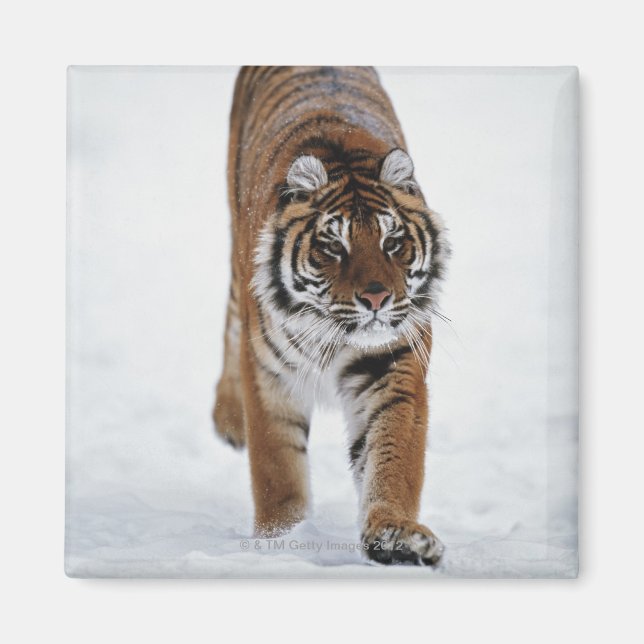 Siberian Tiger In Snow Magnet (Front)