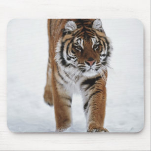 Siberian Tiger In Snow Mouse Pad