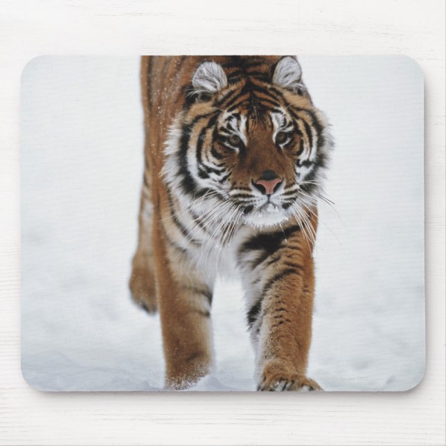 Siberian Tiger In Snow Mouse Pad (Front)