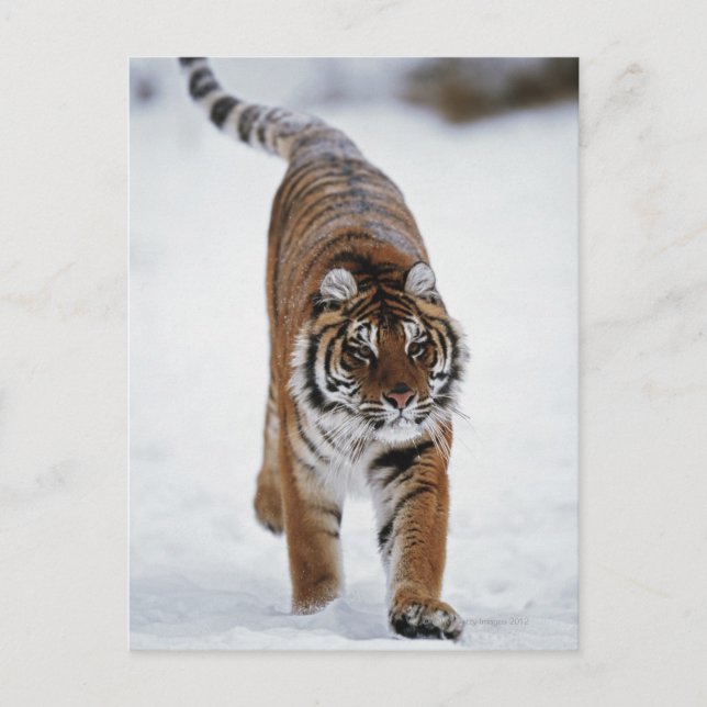 Siberian Tiger In Snow Postcard (Front)