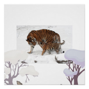 Siberian tiger in snow poster