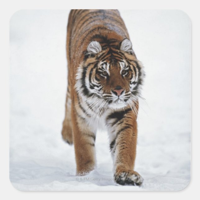 Siberian Tiger In Snow Square Sticker (Front)