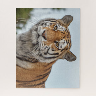 Siberian Tiger in the Wild Jigsaw Puzzle