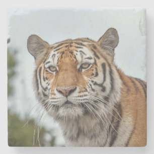 Siberian Tiger in the Wild Stone Coaster