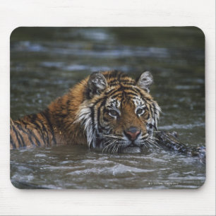 Siberian Tiger In Water Mouse Pad