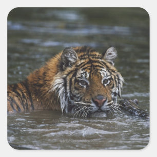 Siberian Tiger In Water Square Sticker