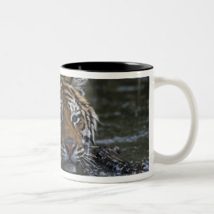 Siberian Tiger In Water Two-Tone Coffee Mug