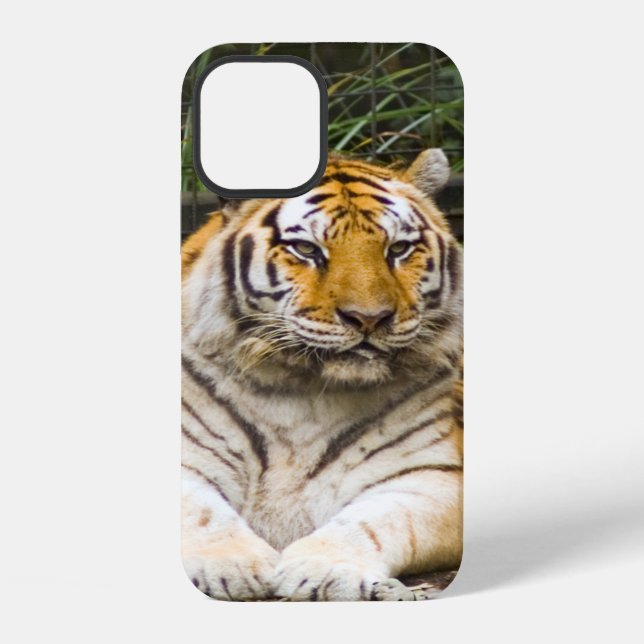 Siberian Tiger iPhone Case (Back)