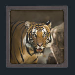 Siberian Tiger Jewellery Box<br><div class="desc">Wild Animals and Big Cats Digital Artworks - Close-up Siberian Tiger Face</div>