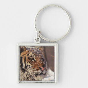 Siberian tiger key ring