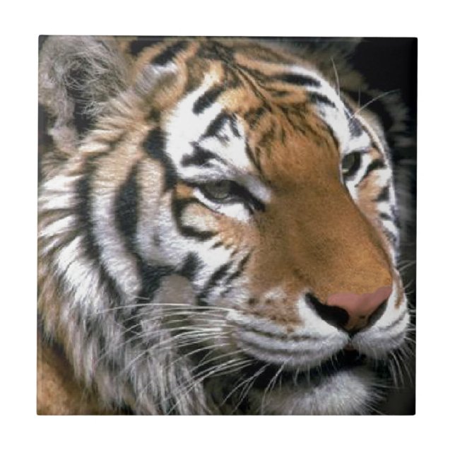 Siberian Tiger Lovers Art Tile (Front)