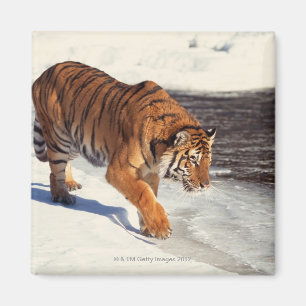 Siberian tiger magnet