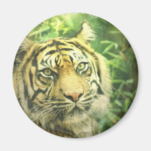 Siberian Tiger Magnet