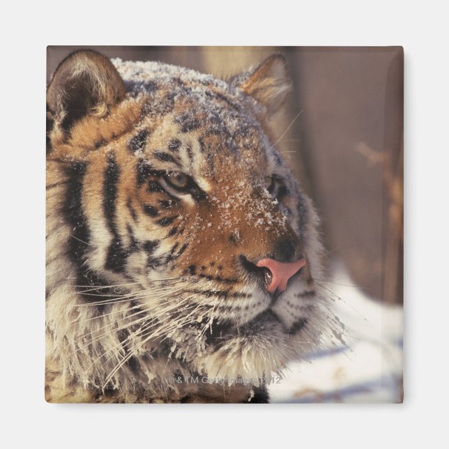 Siberian tiger magnet (Front)