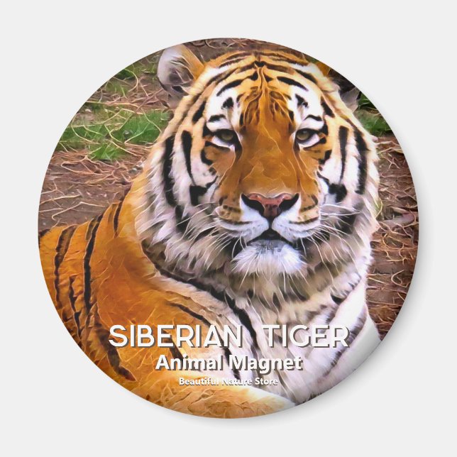 Siberian Tiger Magnet (Front)