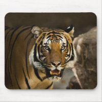 Siberian Tiger