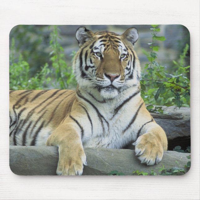 Siberian Tiger Mouse Pad (Front)