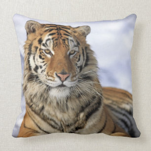Siberian Tiger, Panthera tigris altaica, Asia Cushion