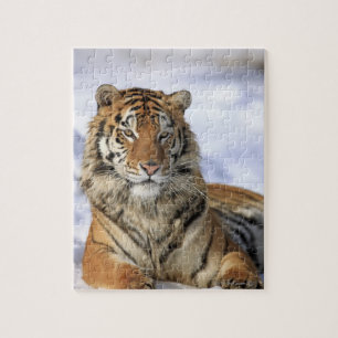 Siberian Tiger, Panthera tigris altaica, Asia Jigsaw Puzzle
