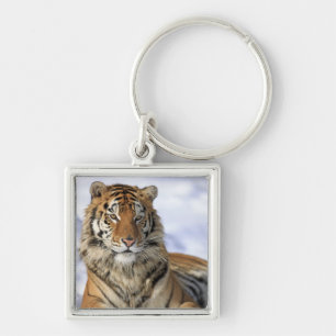Siberian Tiger, Panthera tigris altaica, Asia, Key Ring