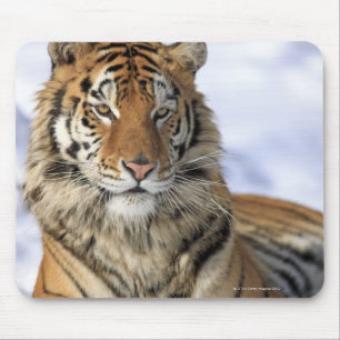 Siberian Tiger, Panthera tigris altaica, Asia Mouse Pad