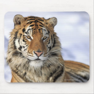 Siberian Tiger, Panthera tigris altaica, Asia, Mouse Pad