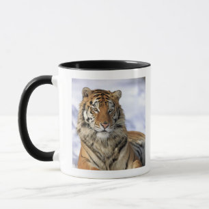 Siberian Tiger, Panthera tigris altaica, Asia, Mug