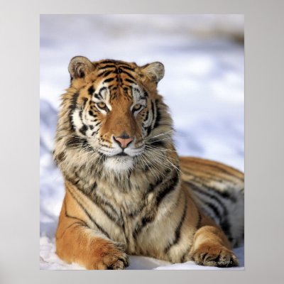 Siberian Tiger Art & Wall Décor | Zazzle.com.au