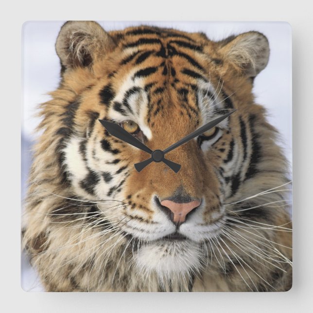 Siberian Tiger, Panthera tigris altaica, Asia Square Wall Clock (Front)