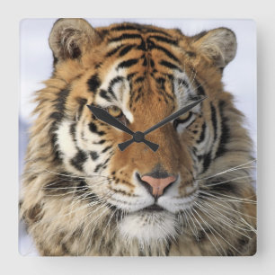 Siberian Tiger, Panthera tigris altaica, Asia Square Wall Clock