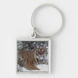 Siberian Tiger (Panthera Tigris Altaica) Key Ring