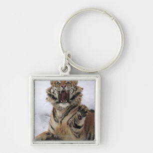 Siberian Tiger (Panthera tigris altaica) Key Ring