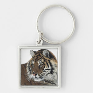 Siberian Tiger (Panthera Tigris Altaica) Key Ring