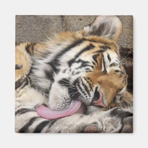 Siberian tiger Panthera tigris altaica licking Magnet